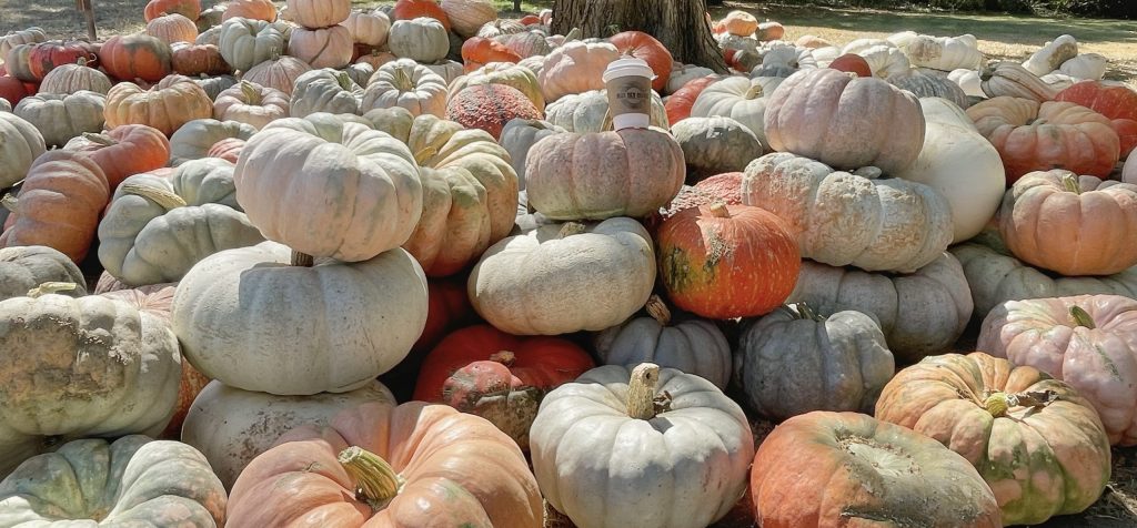 A Pile of pumpkins with a Blue Sky Coffee mug on them for Blue Sky Coffee's Pumpkins & Pour event
